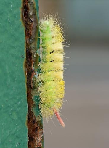 Réf. 268 622 : Calliteara pudibunda